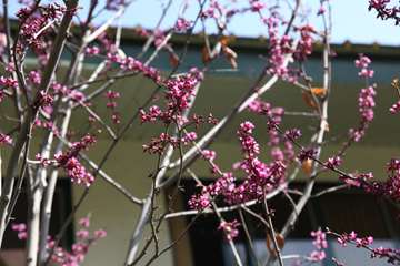 بهار دانشگاه 1399